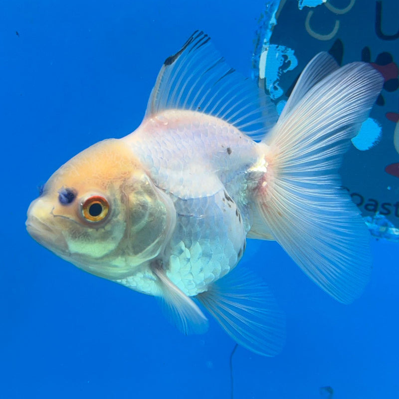 Thai White Oranda 2.50in Body Male (CK-049)R3A09