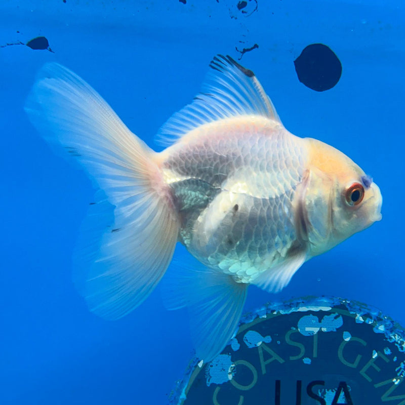 Thai White Oranda 2.50in Body Male (CK-049)R3A09