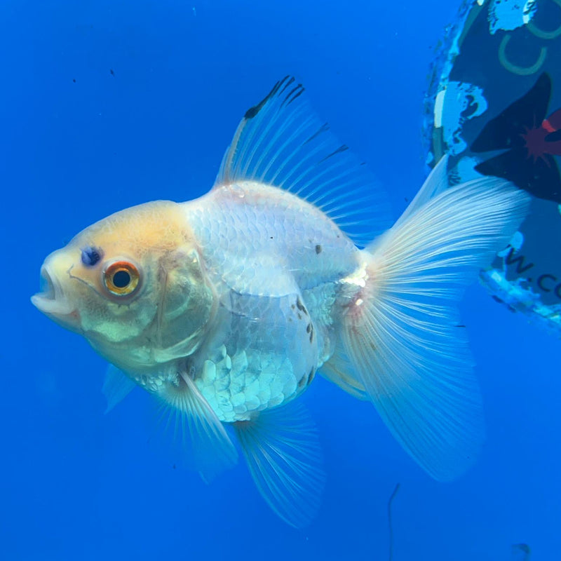 Thai White Oranda 2.50in Body Male (CK-049)R3A09