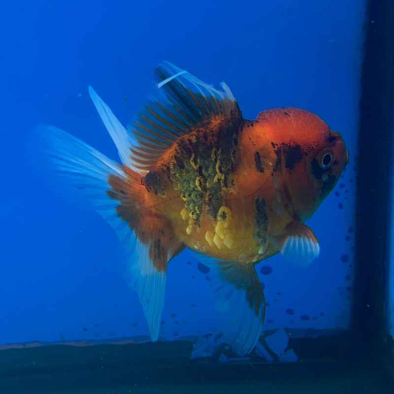 Thai Red Tiger Oranda 2.50in Body Female (CK-050)R3A09