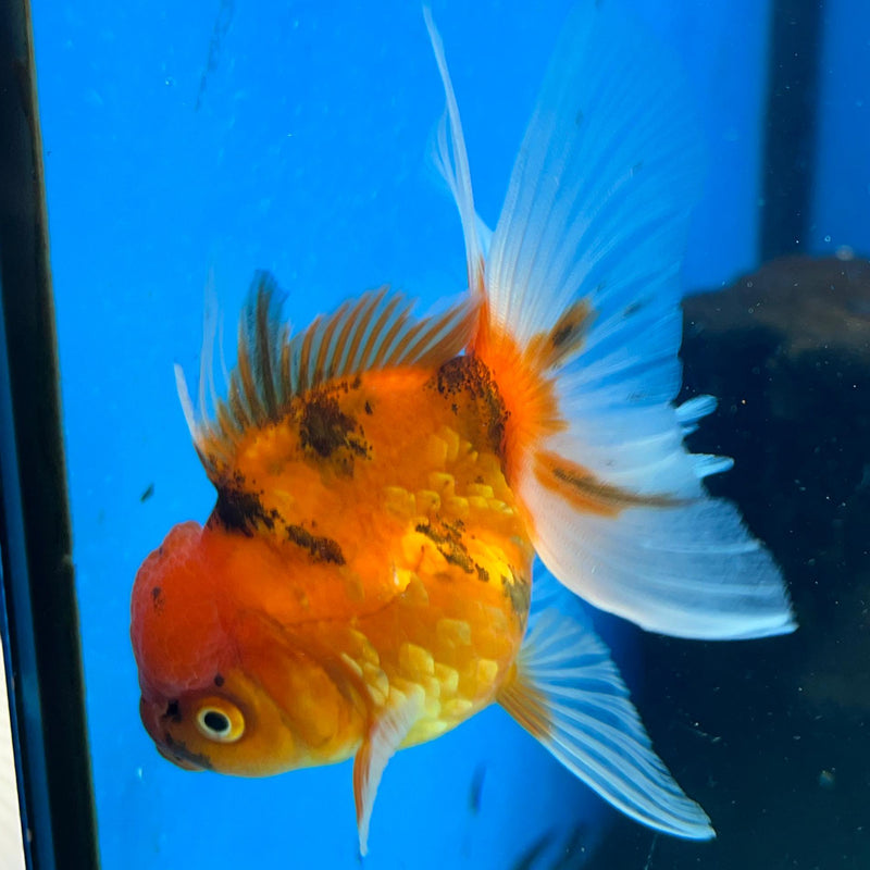 Thai Red Tiger Oranda 2.50in Body Female (CK-050)R3A09