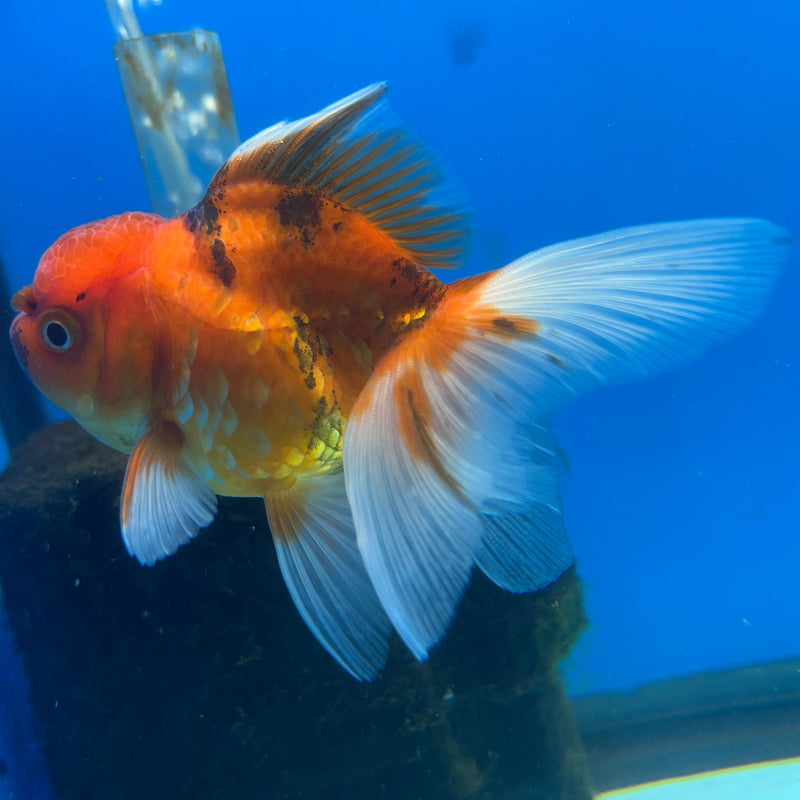 Thai Red Tiger Oranda 2.50in Body Female (CK-050)R3A09