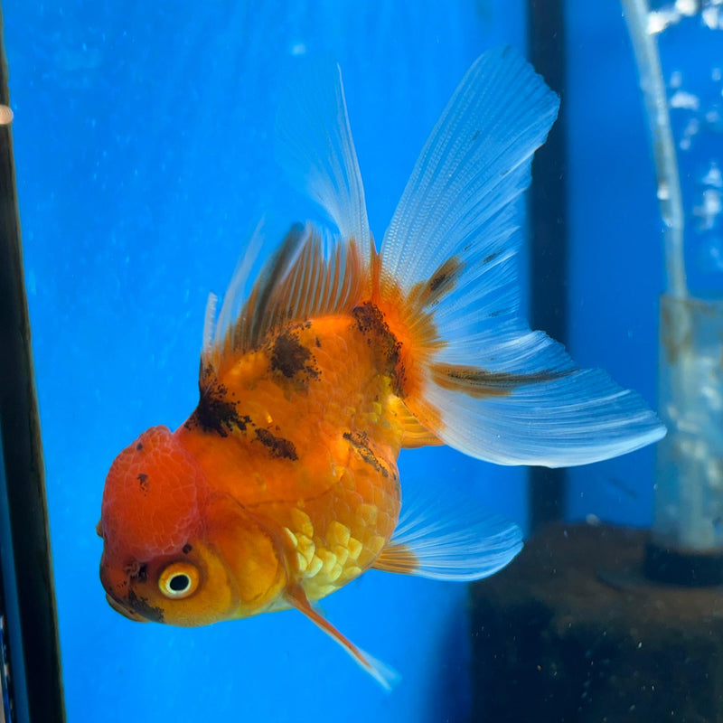 Thai Red Tiger Oranda 2.50in Body Female (CK-050)R3A09