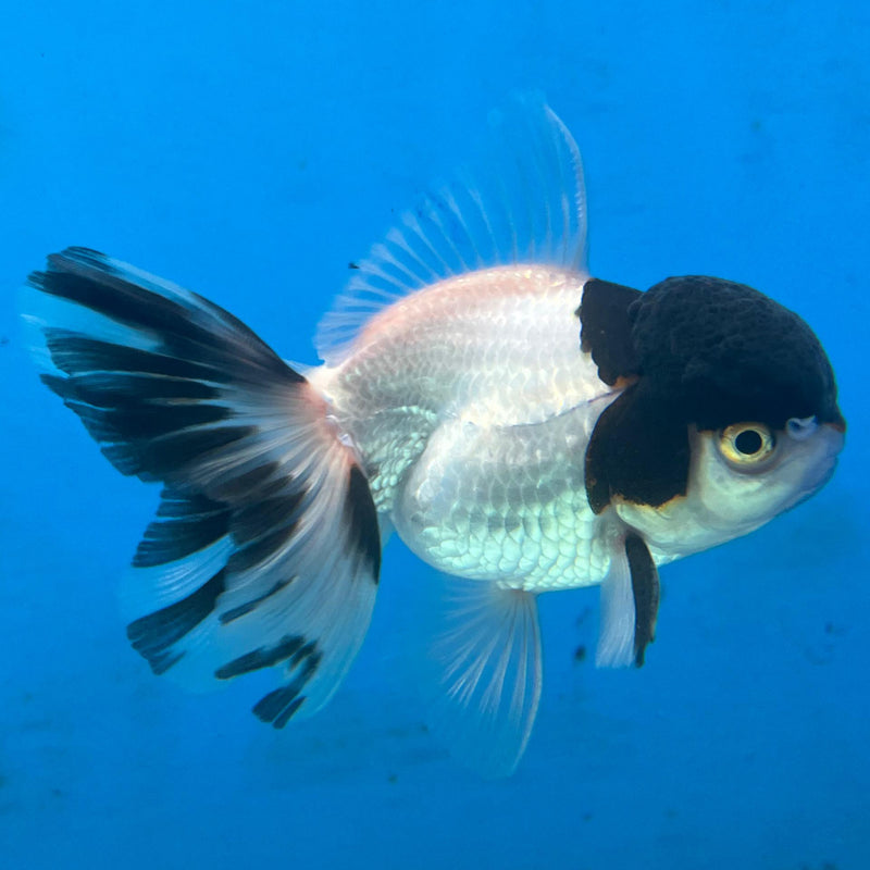 Thai Panda Oranda 2.5'' Body Male (CK-056) R3A08