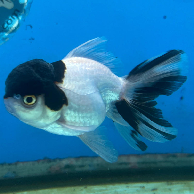 Thai Panda Oranda 2.5'' Body Male (CK-056) R3A08
