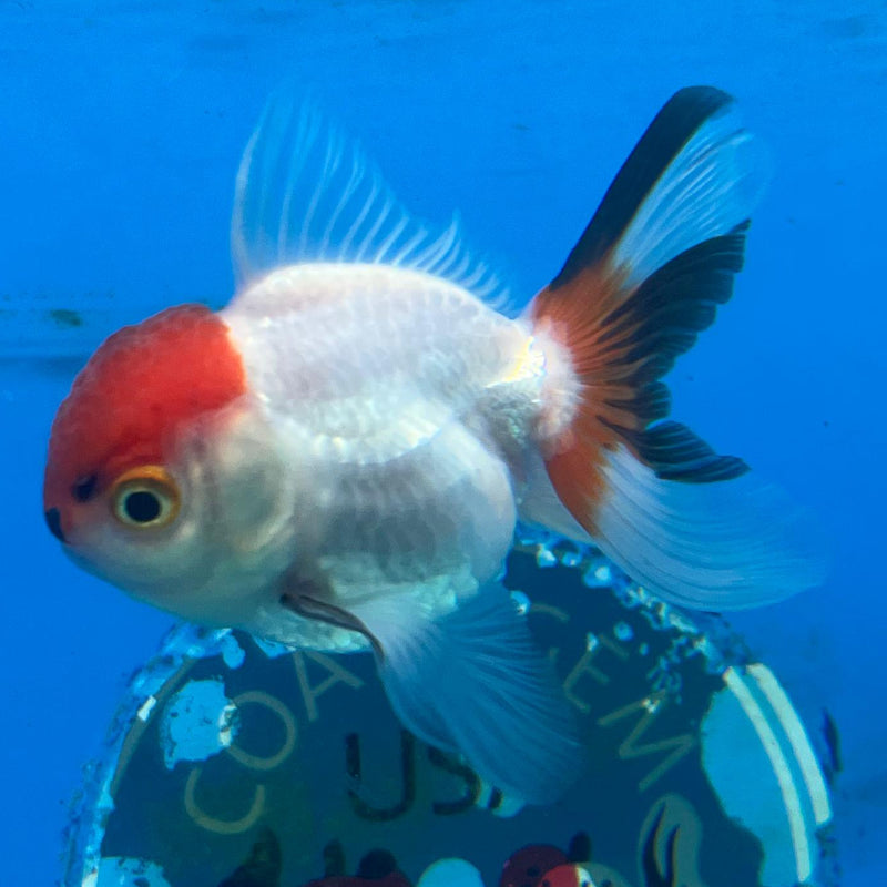 Thai Tri-Color Oranda 2.5'' Body Male (CK-059) R3A08