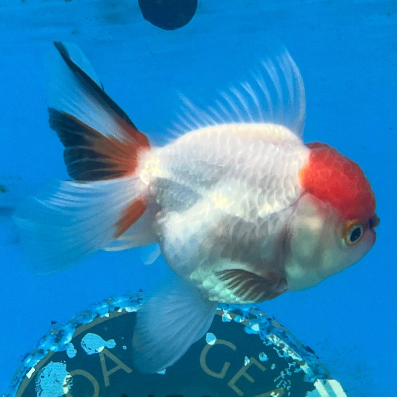 Thai Tri-Color Oranda 2.5'' Body Male (CK-059) R3A08