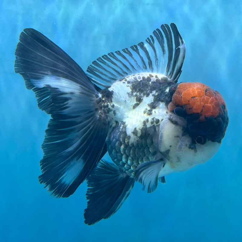 Thai Tri-Color Oranda 3.5'' Body Male (CK-062) R1A12