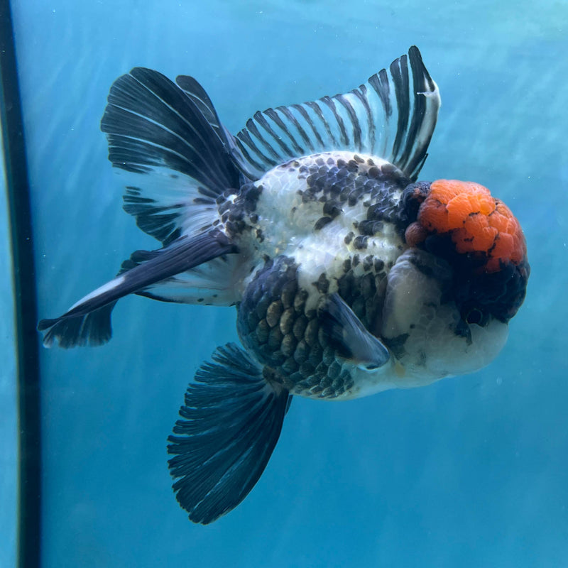 Thai Tri-Color Oranda 3.5'' Body Male (CK-062) R1A12