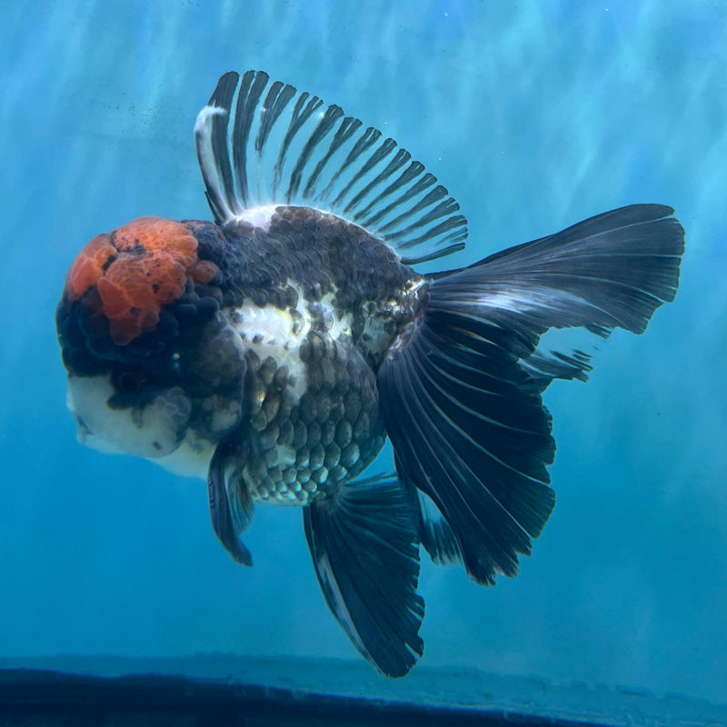 Thai Tri-Color Oranda 3.5'' Body Male (CK-062) R1A12