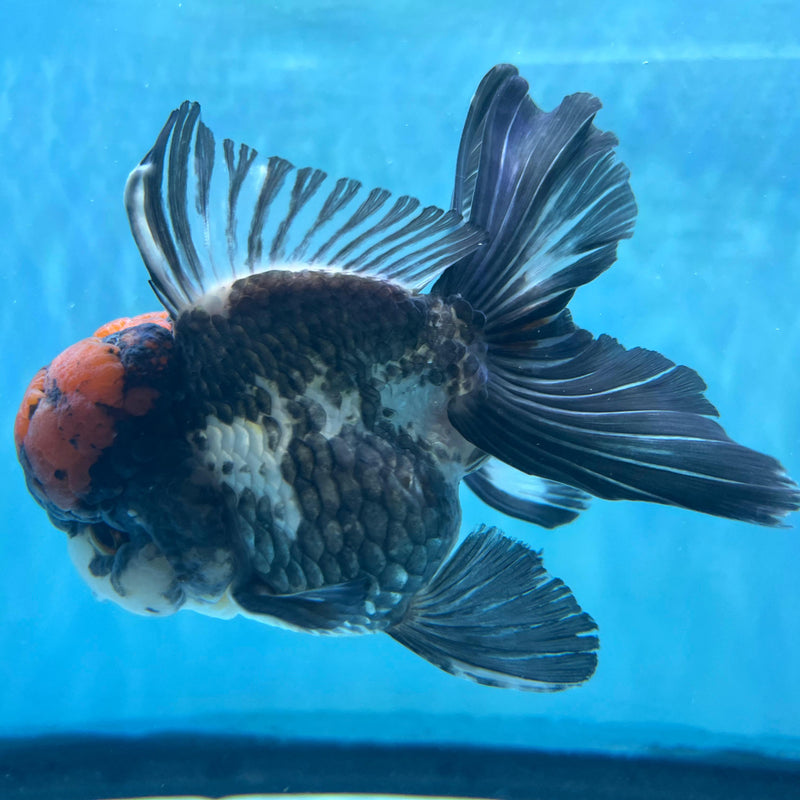 Thai Tri-Color Oranda 3.5'' Body Male (CK-062) R1A12