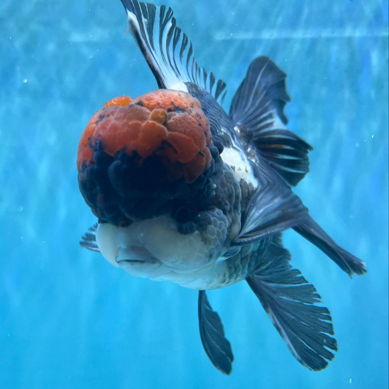 Thai Tri-Color Oranda 3.5'' Body Male (CK-062) R1A12