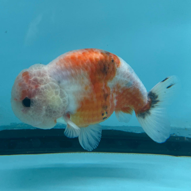 Thai Red Sakura Ranchu 3.5'' Body Male (CK-064) R1A12