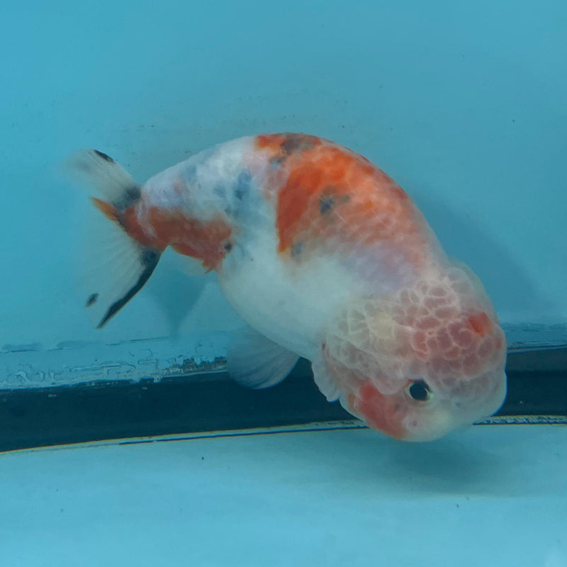 Thai Red Sakura Ranchu 3.5'' Body Male (CK-064) R1A12
