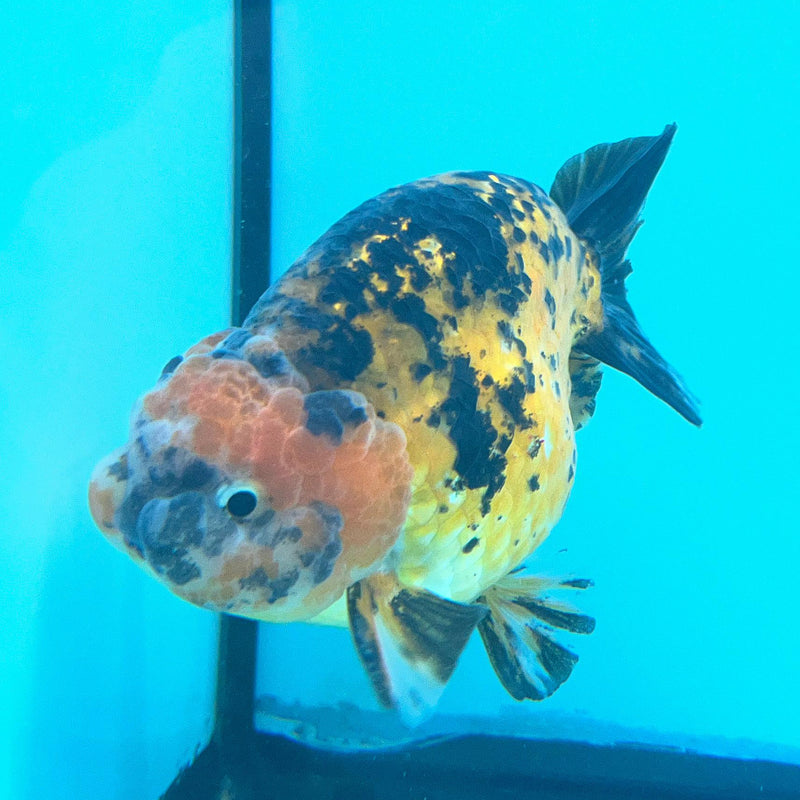 Thai Calico Tiger 4'' Body Male (CK-065) R1A12