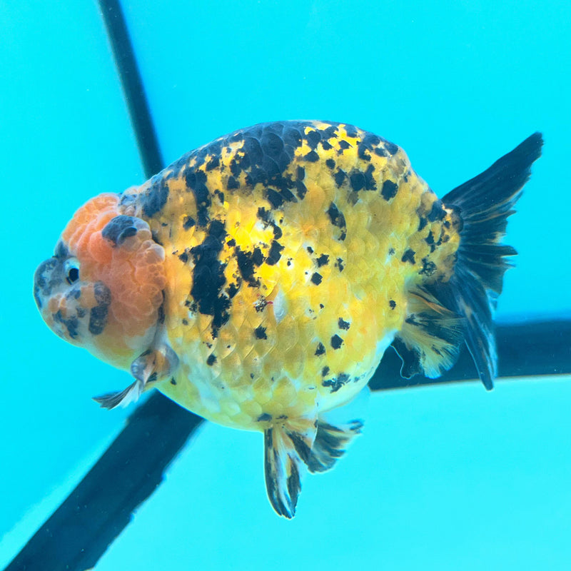 Thai Calico Tiger 4'' Body Male (CK-065) R1A12