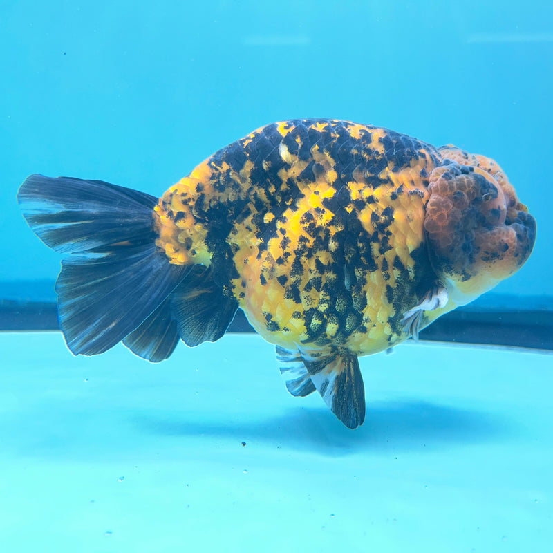 Thai Calico Tiger 4" Body Male (CK-066) R1A12