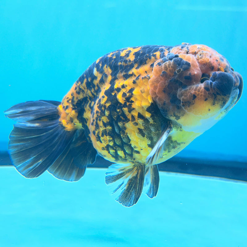 Thai Calico Tiger 4" Body Male (CK-066) R1A12