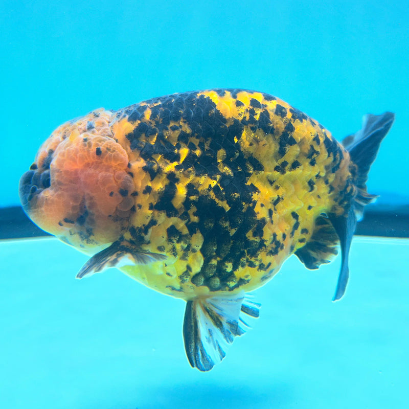 Thai Calico Tiger 4" Body Male (CK-066) R1A12