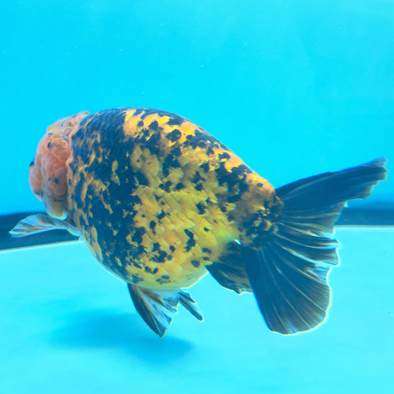 Thai Calico Tiger 4" Body Male (CK-066) R1A12