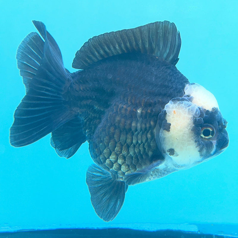 Thai Panda Oranda 4" Body Male (CK-067) R1A09