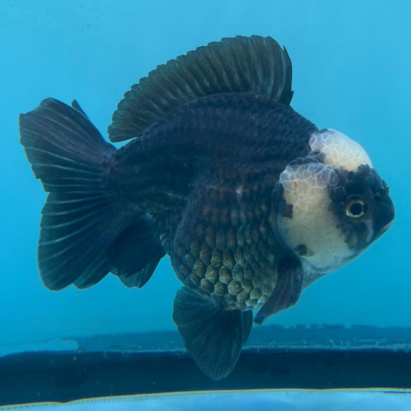 Thai Panda Oranda 4" Body Male (CK-067) R1A09