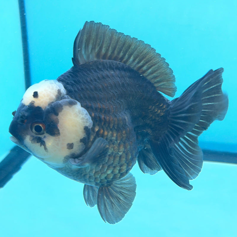 Thai Panda Oranda 4" Body Male (CK-067) R1A09