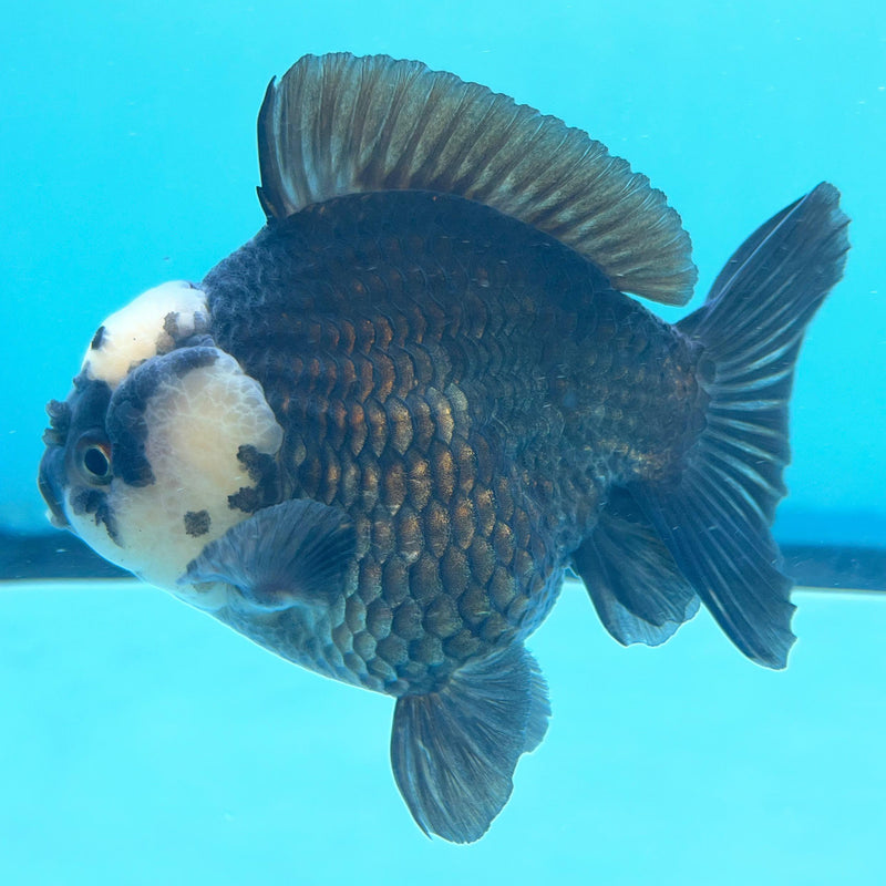 Thai Panda Oranda 4" Body Male (CK-067) R1A09