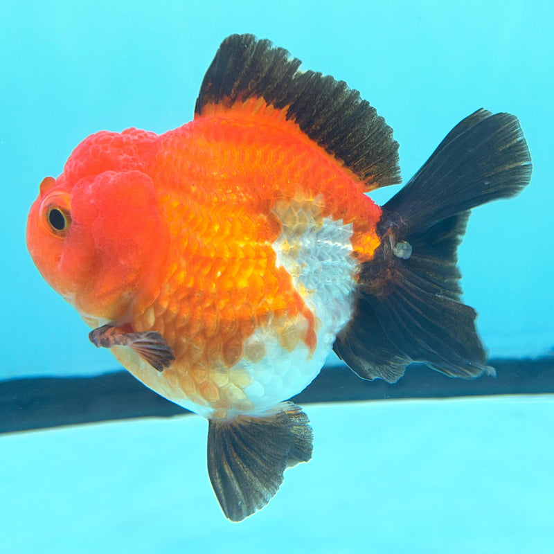 Thai Oranda Tri-Color 3.5" Body Female (CK-069)R1A02