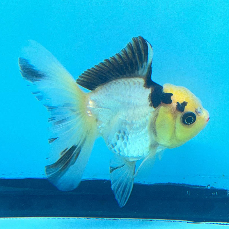 Thai Oranda Panda Lemon Head 2.5" Body Female (CK-071)R3A07