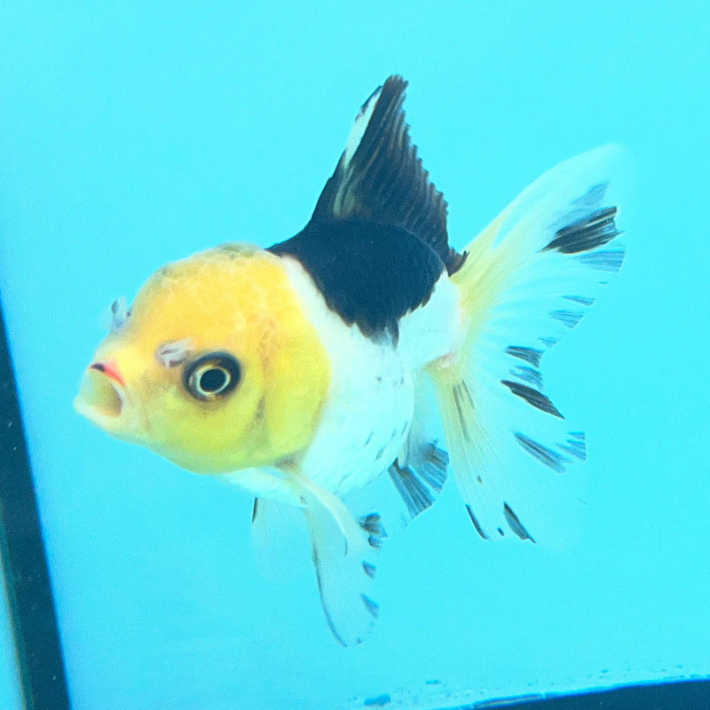 Thai Oranda Panda Lemon Head 2.5" Body Female (CK-071)R3A07