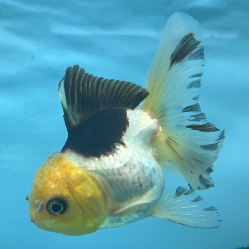 Thai Oranda Panda Lemon Head 2.5" Body Female (CK-071)R3A07