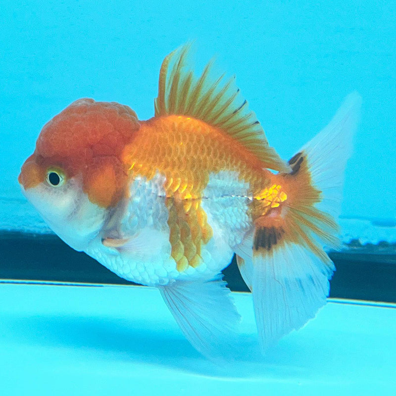 Thai Oranda Red/White 2.5" Body Male (CK-072)R3A07