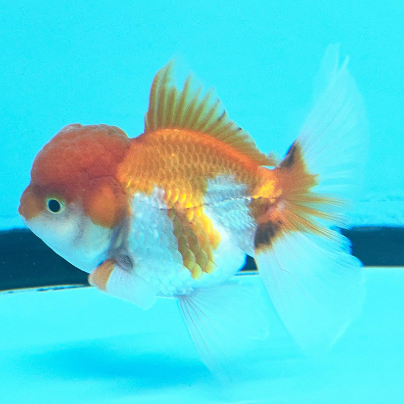 Thai Oranda Red/White 2.5" Body Male (CK-072)R3A07