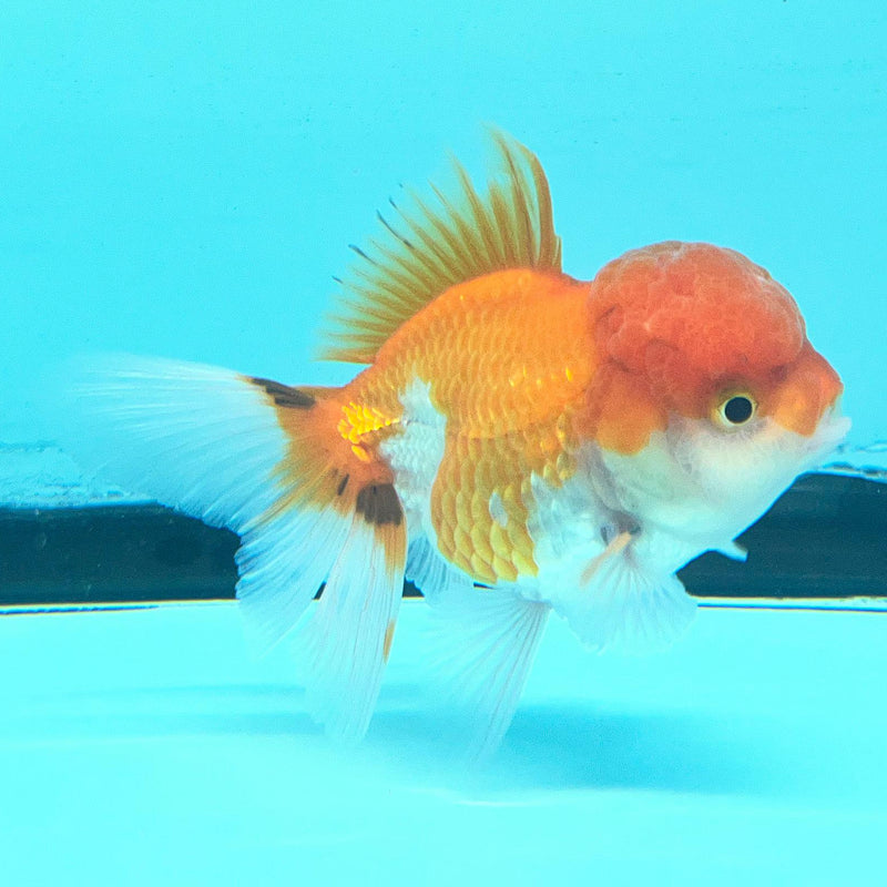 Thai Oranda Red/White 2.5" Body Male (CK-072)R3A07