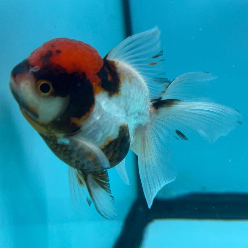Thai Oranda Tri-Color Red Cap 2.5" Body Female (CK-074)R3A06
