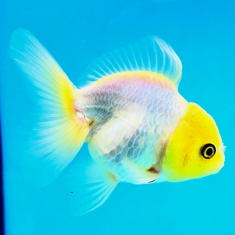 Thai Oranda Full White Lemon Head 2.5" Male (CK-101)R3B14
