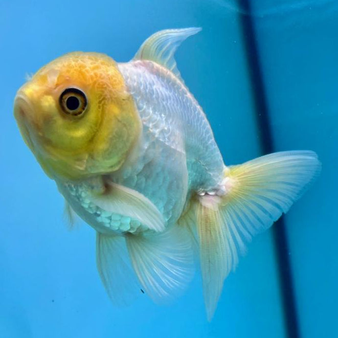 Thai Oranda Full White Lemon Head 2.5" Male (CK-101)R3B14