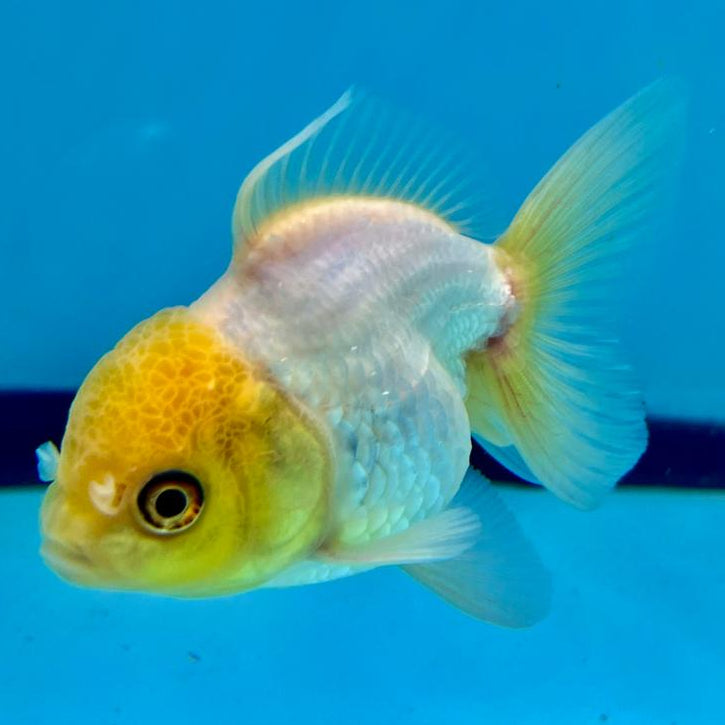 Thai Oranda Full White Lemon Head 2.5" Male (CK-101)R3B14