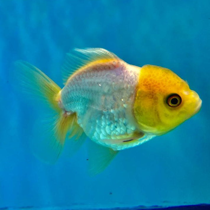 Thai Oranda Full White Lemon Head 2.5" Male (CK-101)R3B14