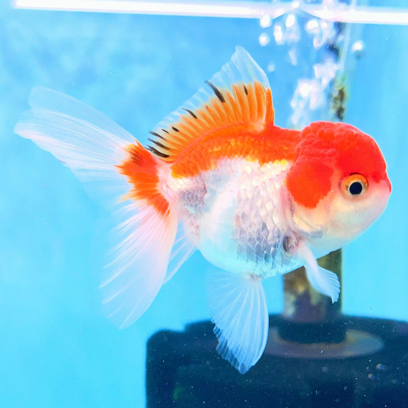 Thai Oranda Red/White 2" Male (CK-092)R3B15