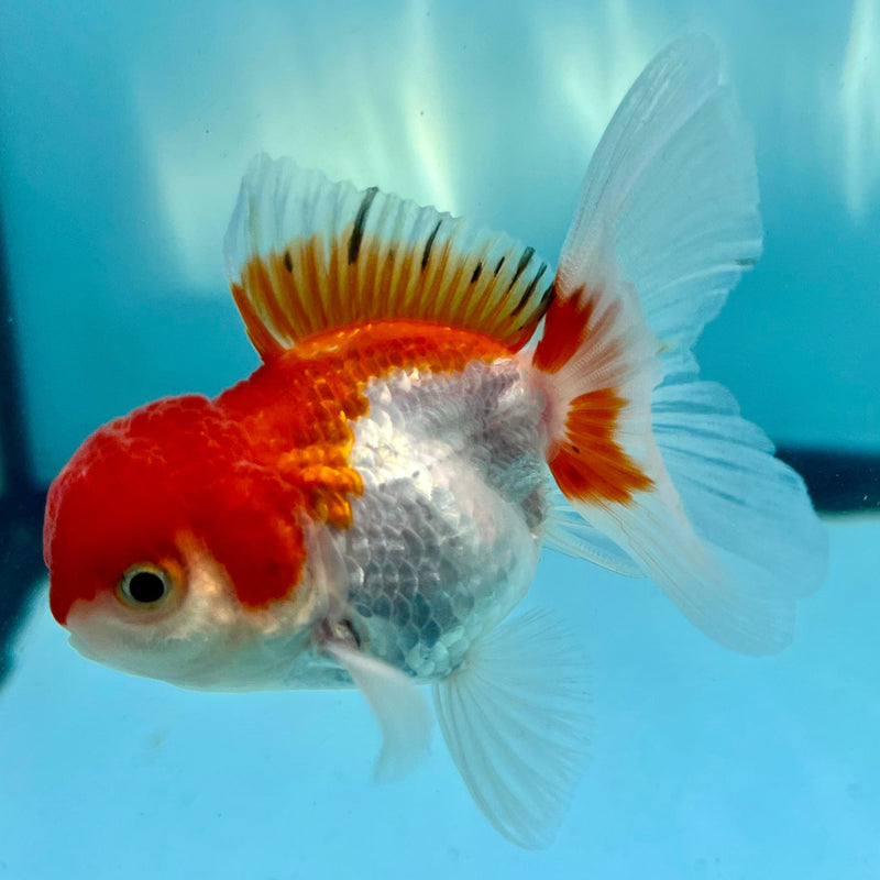 Thai Oranda Red/White 2" Male (CK-092)R3B15