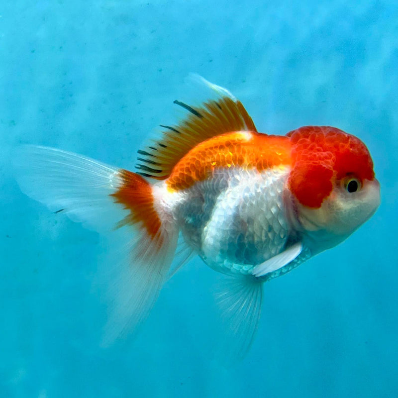 Thai Oranda Red/White 2" Male (CK-092)R3B15