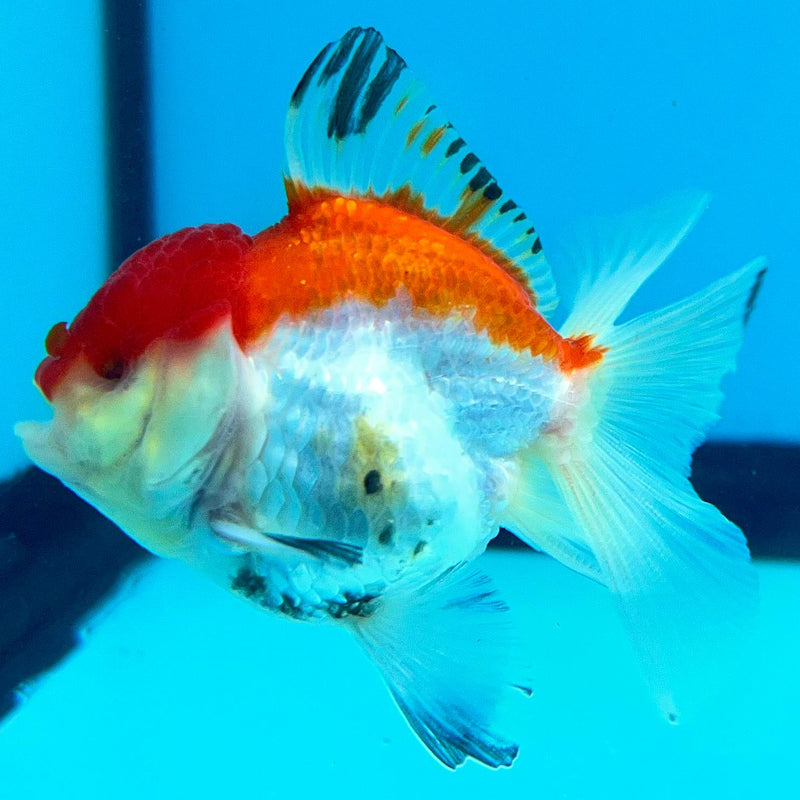 Thai Oranda Tri-Color 2" Female (CK-095)R3B15