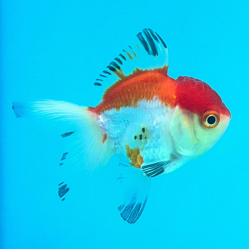 Thai Oranda Tri-Color 2" Female (CK-095)R3B15
