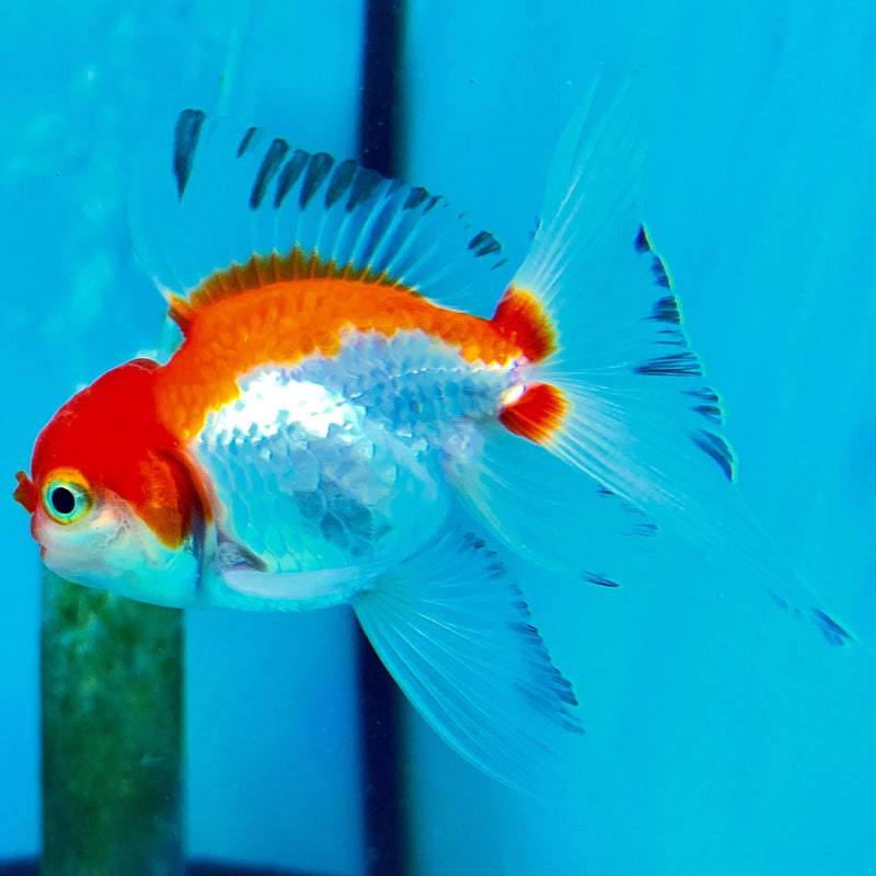 Thai Oranda Tri-Color 2" Male (CK-096)R3B15