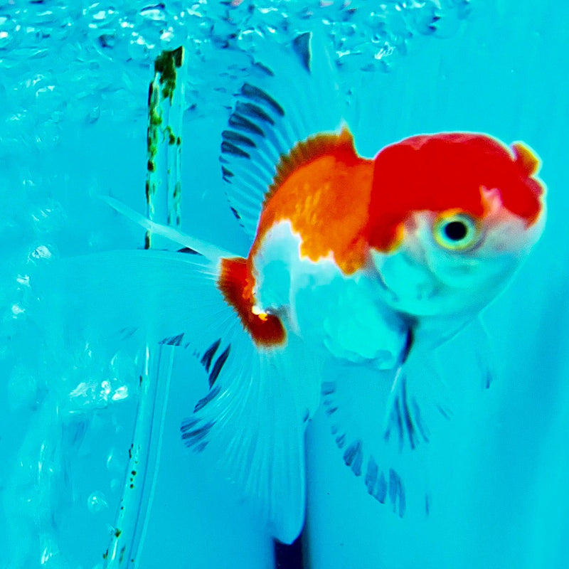 Thai Oranda Tri-Color 2" Male (CK-096)R3B15