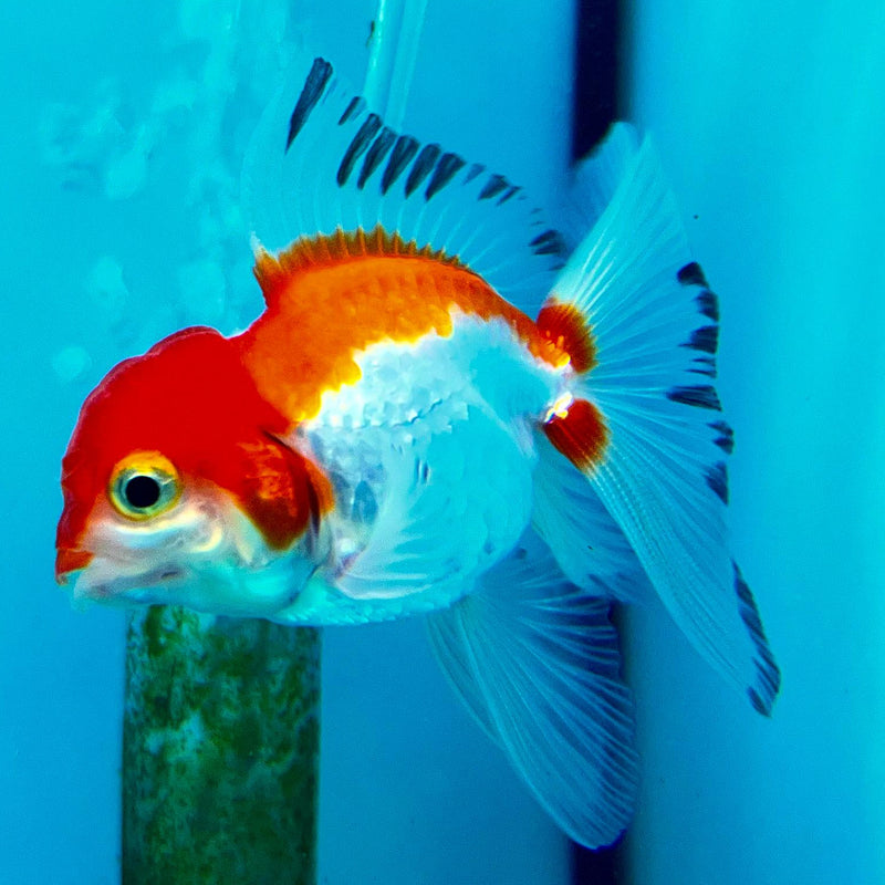 Thai Oranda Tri-Color 2" Male (CK-096)R3B15