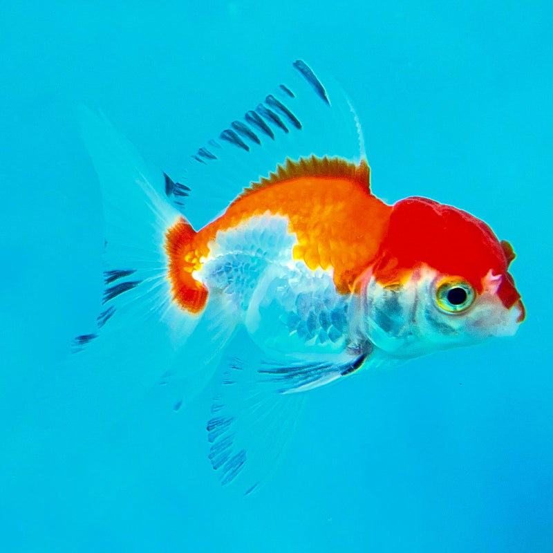 Thai Oranda Tri-Color 2" Male (CK-096)R3B15