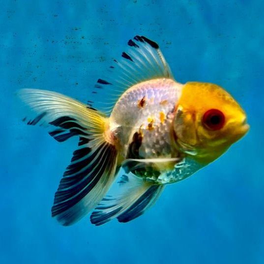 Thai Oranda Panda 2" Male (CK-104)R3B13